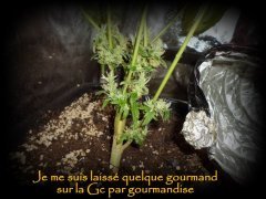 MAJ 17