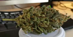 Cheese CBD Dinafem