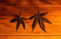 feuilles-bannies.jpg