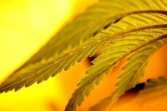 gross-feuille.jpg