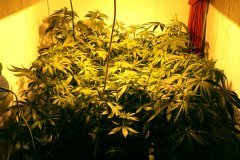 jungle-stretch-7j.jpg
