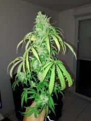 Lemon og candy