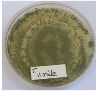 trichoderma-viride-500x500.png.e79b3fa9d8439cdea63a3eaa2e6f0f19.png