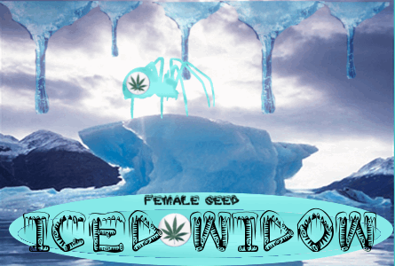 1002803327_icedwidowfemaleseeds.PNG