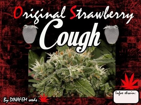1013345943_originalstrawberrycoughdinafem.JPG
