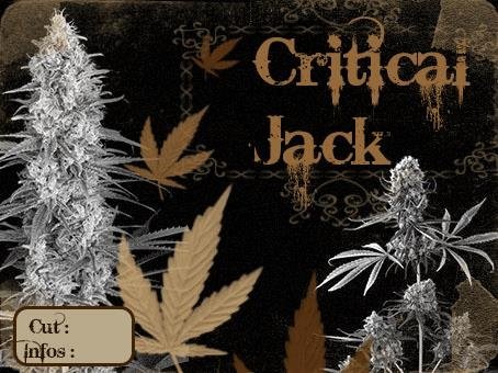 1016513410_criticaljack.JPG