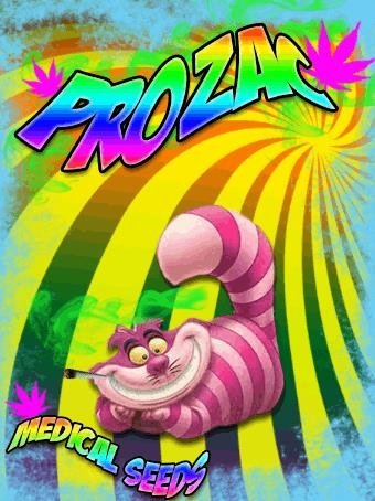 1023164083_prozacmedicalseeds.JPG