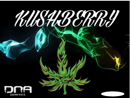 1025882555_kushberrydnagenetics.PNG
