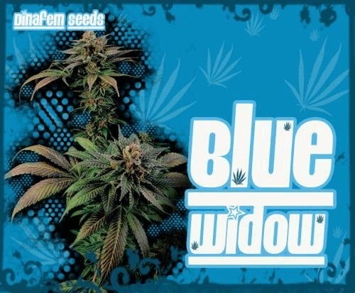 1054266226_bluewidow.dinafemJPG.JPG