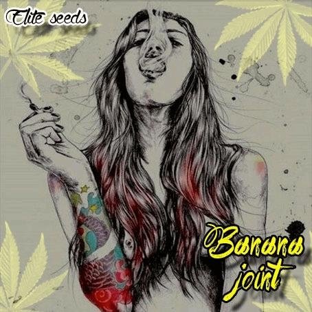 1063044434_bananajointeliteseeds.JPG