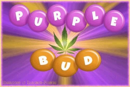 1102222305_purplebud.JPG