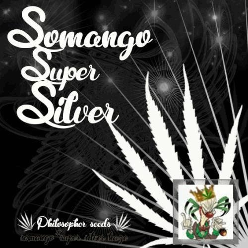1105697235_somangosupersilver.JPG