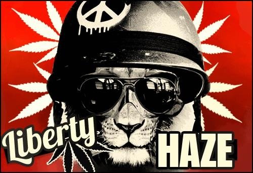 1108101425_libertyhaze_2JPG.JPG
