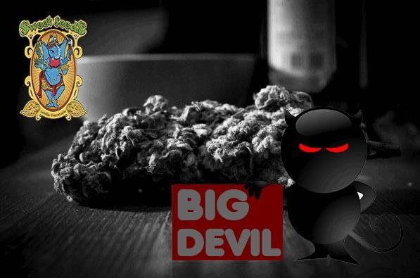 1129133720_bigdevil-sweetseed.JPG