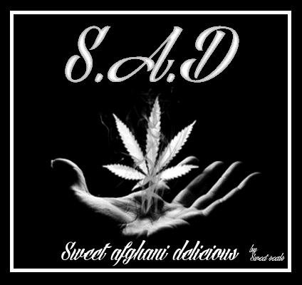 1135512128_sweetafghanidelicoious.PNG