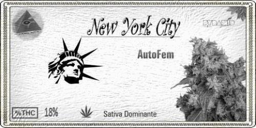 1136728917_newyorkcityautofem.JPG