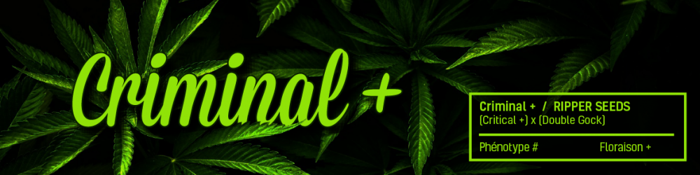 1160252278_criminalripperseeds.PNG