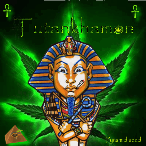 1181519090_tutankhamonpyramidseeds.PNG
