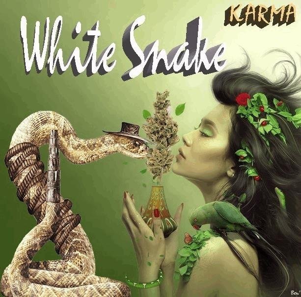 1198909244_whitesnakekarmagenteics.JPG