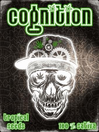 1209702836_cognitiontropicalseeds.JPG