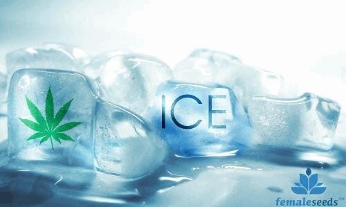 1252594375_icefemaleseeds.JPG