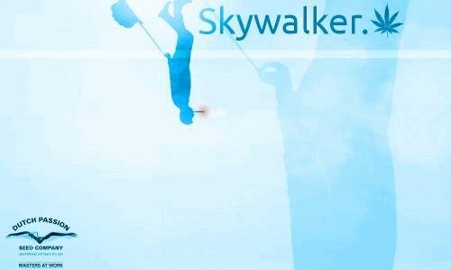 1350157214_skywalker-dutchpassion.JPG