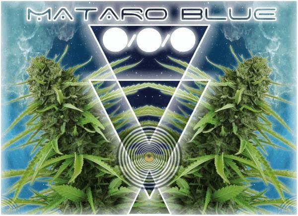 1352923948_mataroblue.JPG