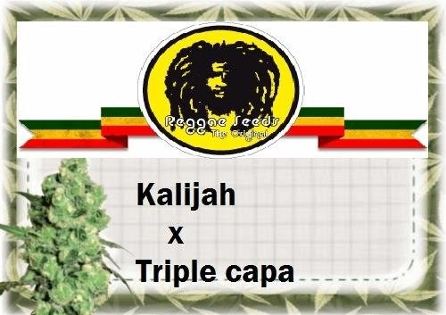 138715013_kalijahxtriplecapareggaeseeds.JPG