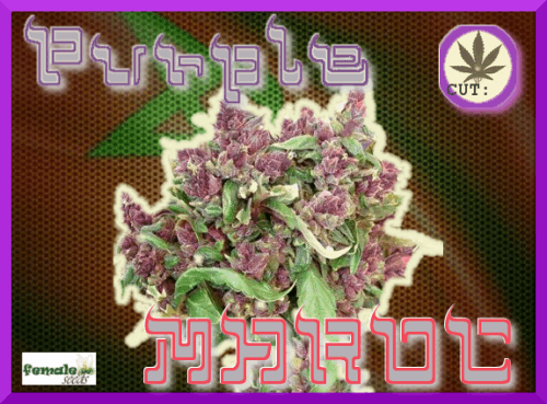 1387872909_purplemaroc.PNG