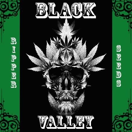 1394823452_blackvalleyripperseeds.JPG