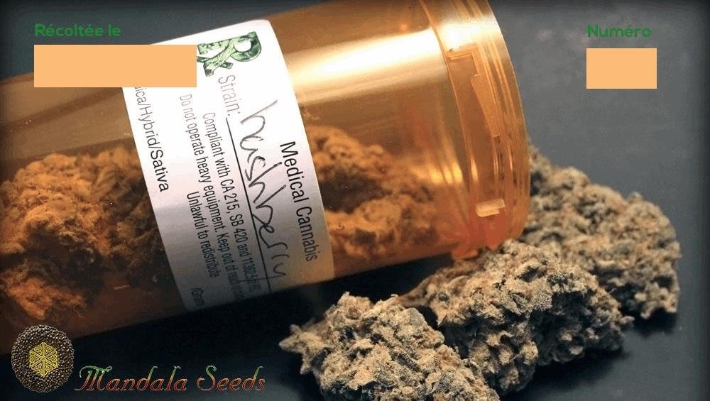 1407480676_hashberrymandalaseeds.JPG