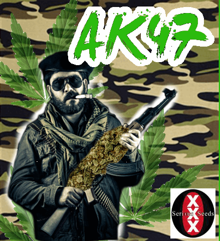 1407876656_ak47seriousseeds.PNG