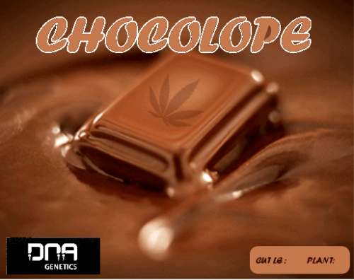 1408631493_chocolopedna.PNG