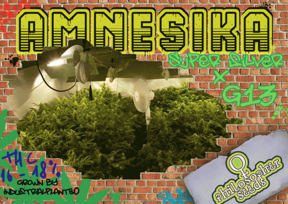1422881056_amnesikaphilopherseeds.GIF
