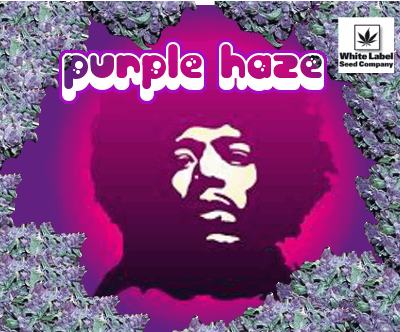 1424052567_purplehazewhitelabel.PNG