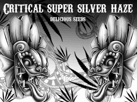 1426763481_criticalsurpersilverhaze.JPG