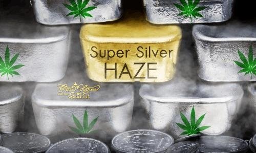 144392278_supersilverhazegreenhouseseeds.JPG