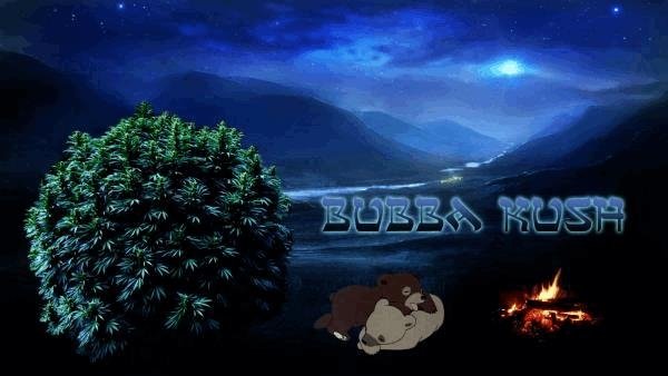 1446157795_bubbakush.JPG