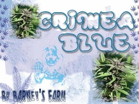 1481826896_crimeabluebarneysfarm.JPG