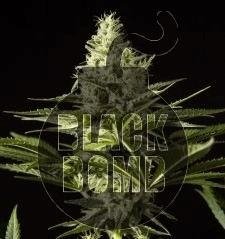 1507821355_blackbomb2.JPG