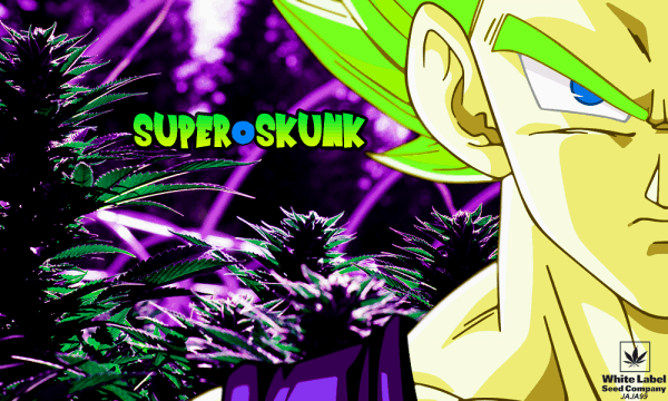 1515505420_superskunkwhitelabel.PNG