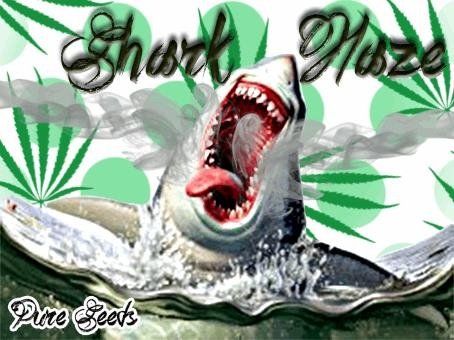 1557196106_sharkhazepureseeds.JPG