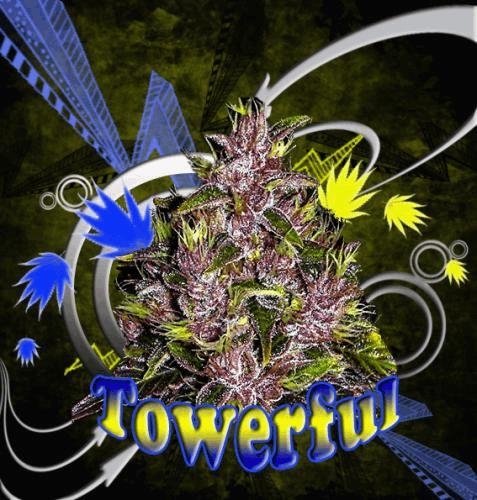 1574675300_towerful2.JPG
