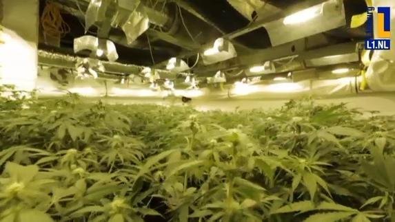 Pays-Bas: le gouvernement lance une culture légale de cannabis