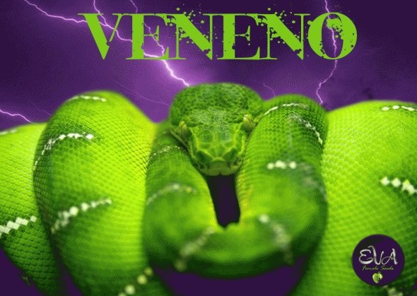 161980032_venenoevaseeds2.JPG