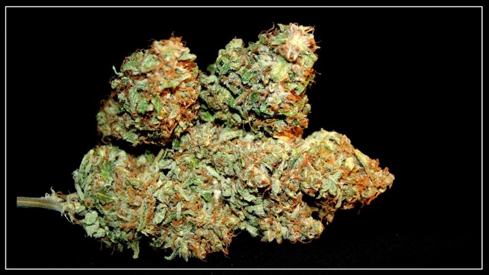 skunk#1 A.jpg