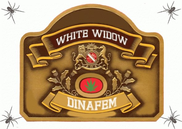 1685630370_whitewidowdinafem2.JPG