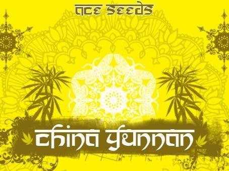 1730999390_chinayunnaaceseeds.JPG