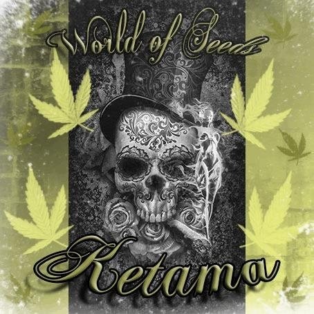 1798857948_ketamaworldofseeds.JPG