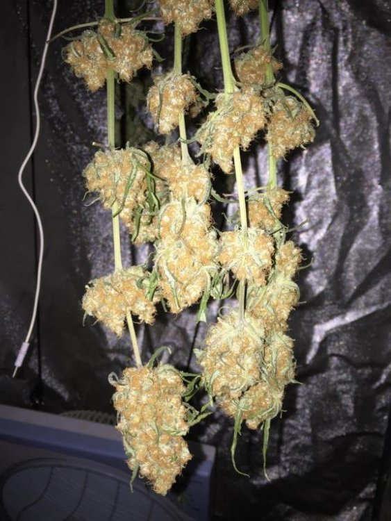 Master Kush séchage.jpg